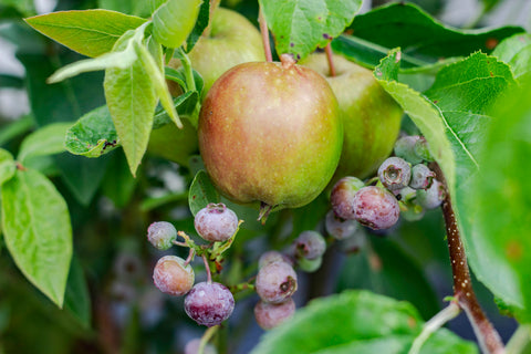 Fruitbomen