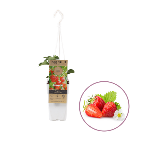 Aardbeienplant, Fragaria ‘Eve’s Delight’