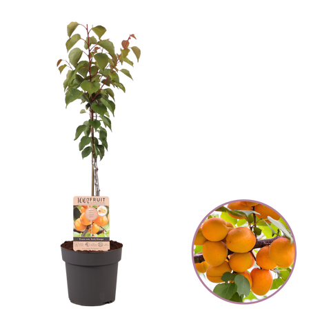 Abrikozenboom, Prunus armeniaca ‘Early Orange’