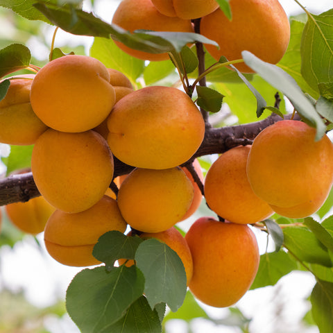 Abrikozenboom, Prunus armeniaca ‘Early Orange’