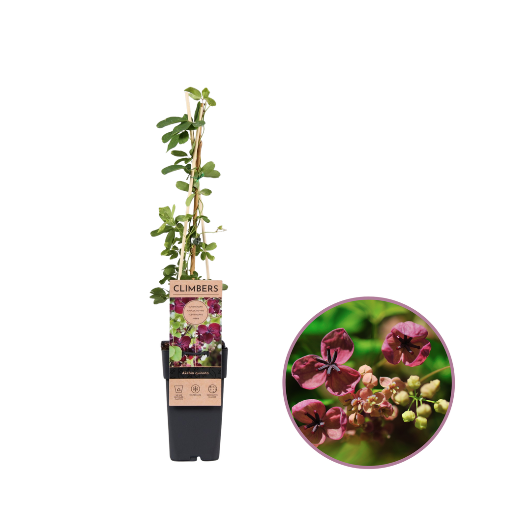 Schijnaugurk kopen | Akebia quinata klimplant in eigen tuin?