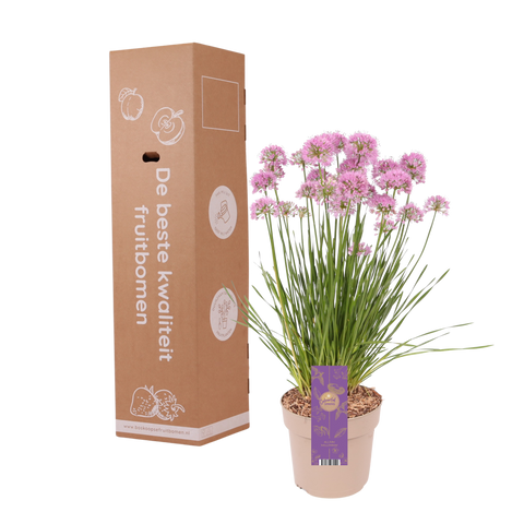 Sierui, Allium 'Millenium'
