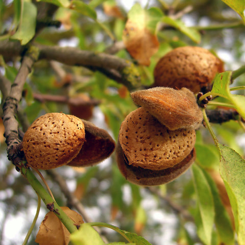 Amandelboom, Prunus dulcis