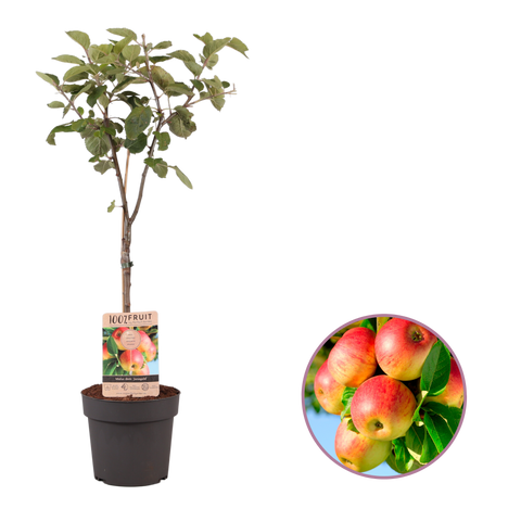 Appelboom, Malus domestica ‘Jonagold’