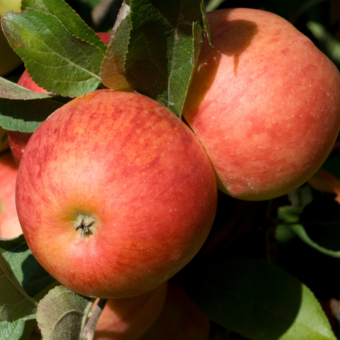 Oogappeltje, appelboom