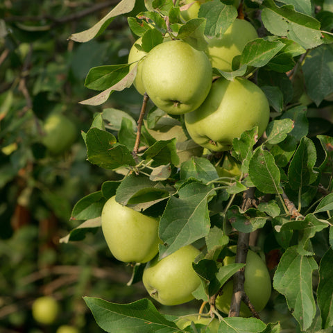 Appelboom, Malus domestica ‘Green Sensation’