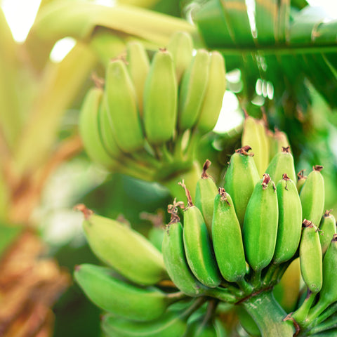 Bananenplanten set - 4 stuks