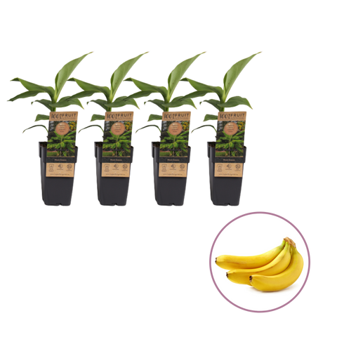 Bananenplanten set - 4 stuks