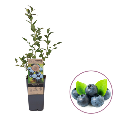Blauwe bessenplant, Vaccinium corymbosum ‘Brigitta Blue’