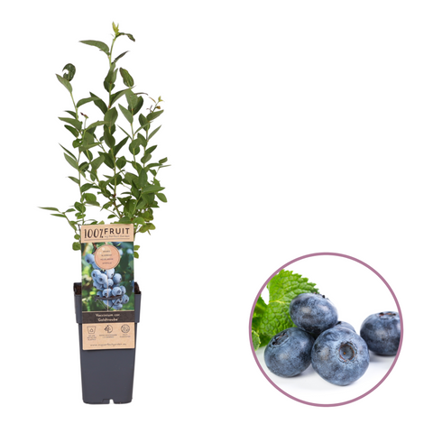 Blauwe bessenplant, Vaccinium corymbosum ‘Goldtraube’