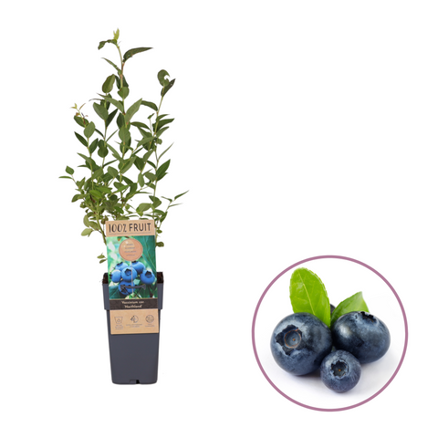 Blauwe bessenplant, Vaccinium corymbosum ‘Northland’
