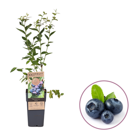 Blauwe bessenplant, Vaccinium corymbosum ‘Jersey’