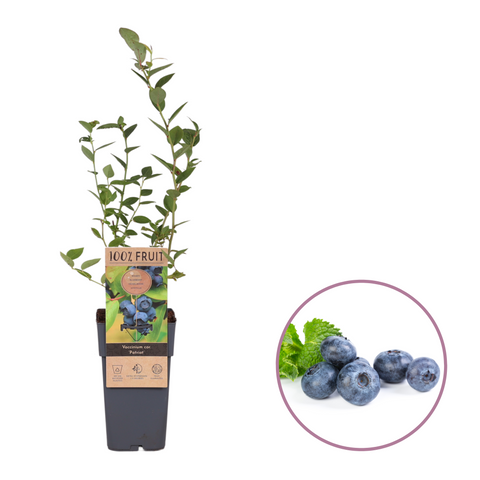 Blauwe bessenplant, Vaccinium corymbosum ‘Patriot’