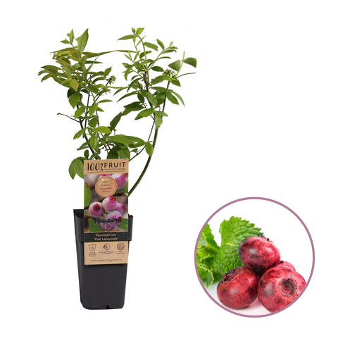 Roze bosbessenplant, Vaccinium corymbosum ‘Pink Lemonade’