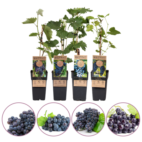 Blauwe druiven fruitplanten mix