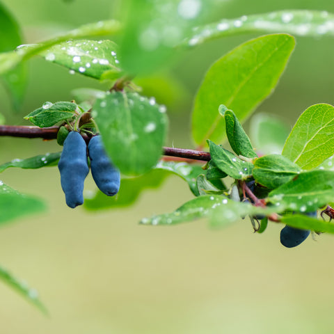 Blauwe honingbessenplant, Lonicera ‘Kamtschatica’