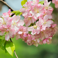Bloesem van appelboom Elstar, appelboom cadeau geven met persoonlijk kaartje