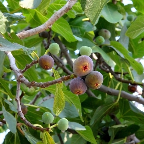 Vijgenplant, Ficus carica 'Miss Figgy'