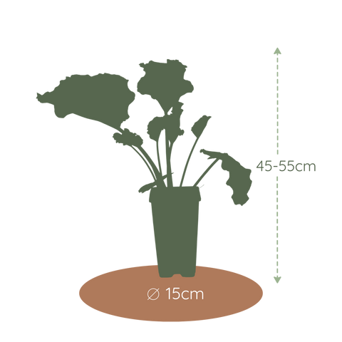 Rabarberplant, Rheum rhabarbarum
