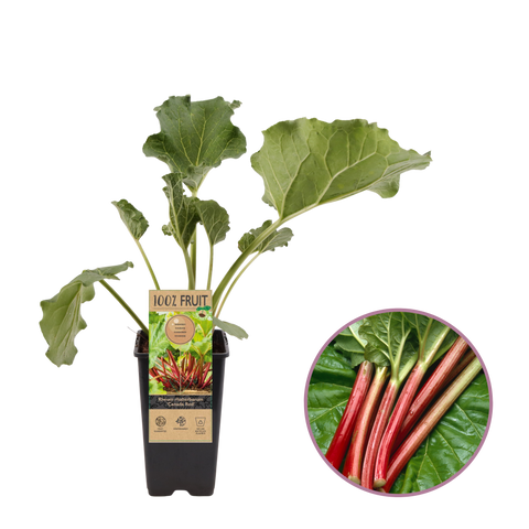 Rabarberplant, Rheum rhabarbarum