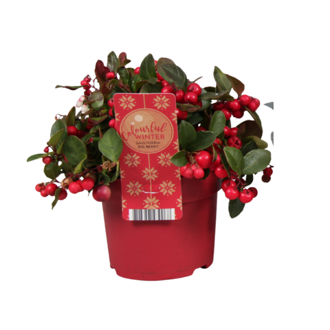 Bergthee, Gaultheria 'Big Berry' – 6 stuks