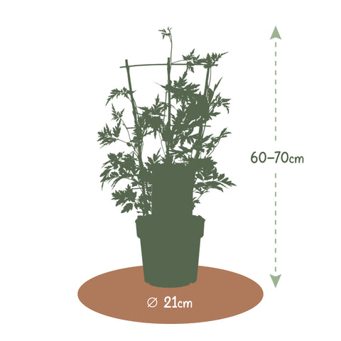 Bramenplant, Rubus fructicosus ‘Thornless Evergreen’