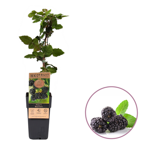 Bramenplant, Rubus fruticosus ‘Black Satin’