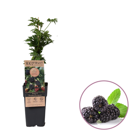 Bramenplant, Rubus fruticosus ‘Thornless Evergreen’