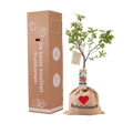 Cadeauboom, kersenboom in verzenddoos van Boskoopse Fruitbomen