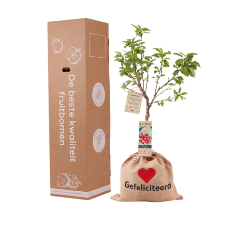 Cadeauboom, kersenboom in verzenddoos van Boskoopse Fruitbomen