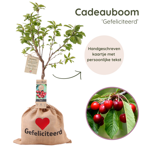 Cadeauboom, kersenboom cadeau voor een huwelijk, gepersonaliseerd met de tekst Gefeliciteerd ❤️’