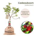 Kersenboom als origineel felicitatie cadeau.