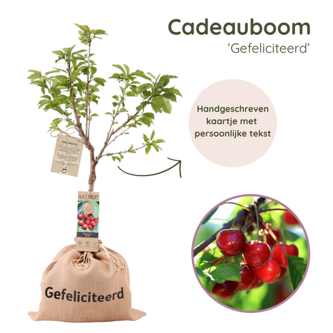 Kersenboom als origineel felicitatie cadeau.