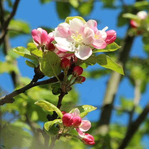 Appelboom cadeau in jute zak ‘Nieuwe woning, gefeliciteerd’