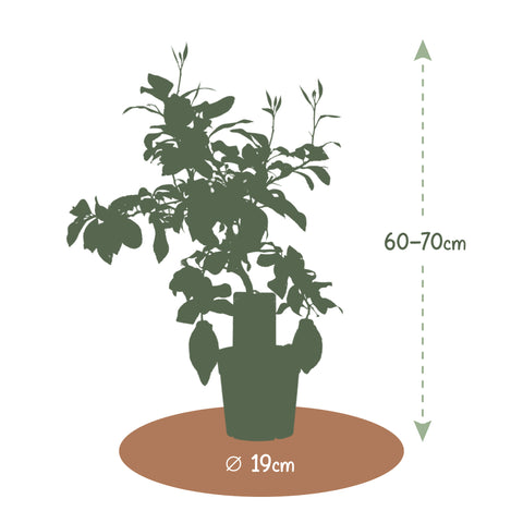 Citroenboom, Citrus Limon