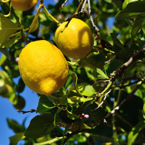 Citroenboom, Citrus Limon