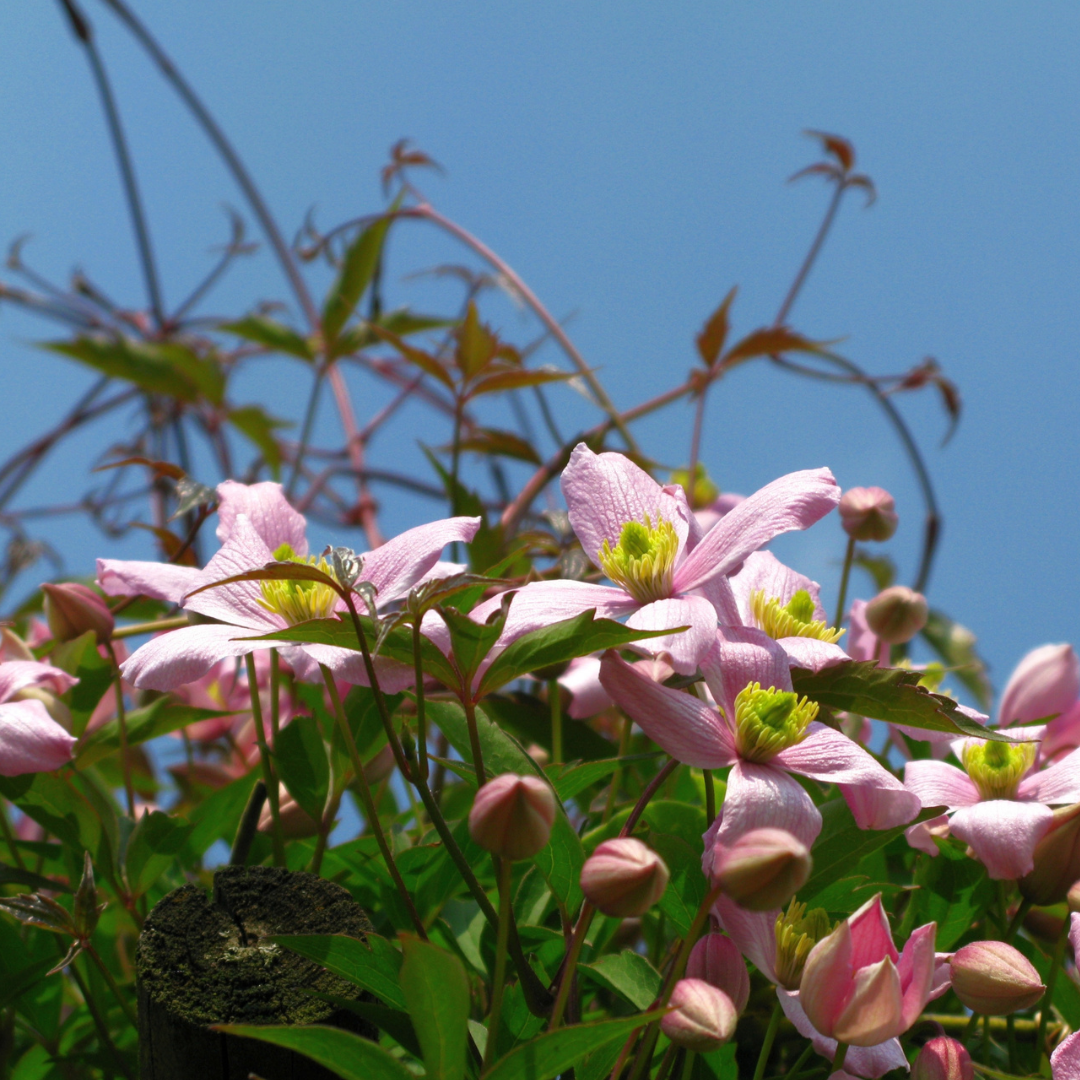 Clematis montana ‘Rubens’ – Boskoopse Fruitbomen