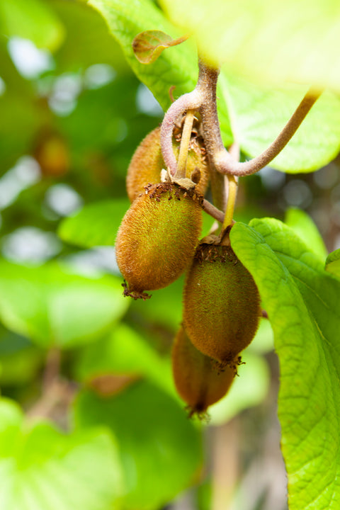 Mix van fruitplanten