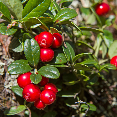 Cranberryplant Vaccinium Macrocarpon Early Black cranberryplant-vaccinium-macrocarpon-early-black
