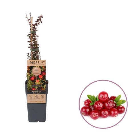 Cranberryplant, Vaccinium macrocarpon ‘Early Black’