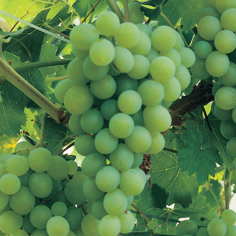 Druivenstruik, Vitis vinifera ‘Vroege van der Laan’ | Witte druif