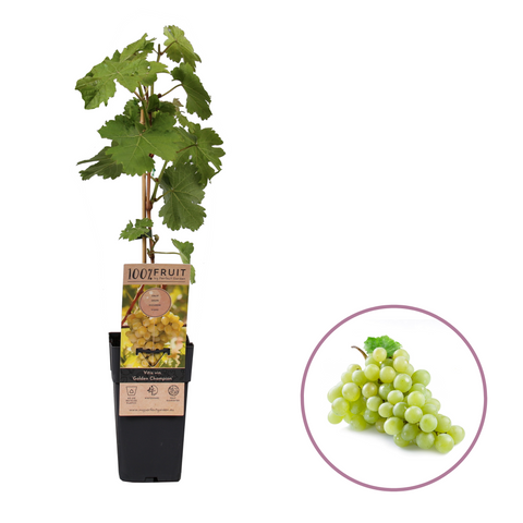 Druivenplant, Vitis vinifera ‘Golden Champion’ | Witte druif