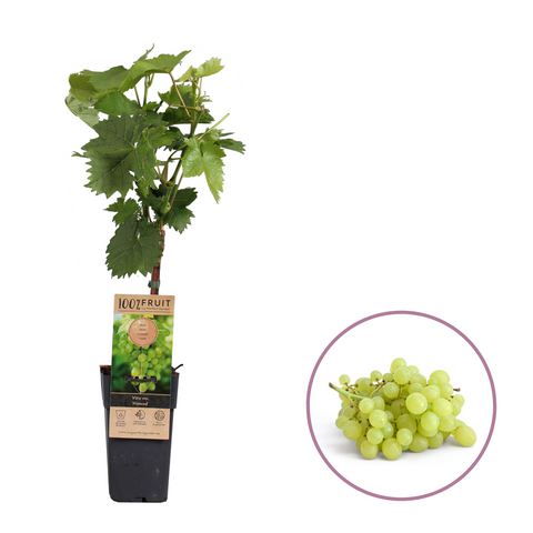 Druivenplant, Vitis vinifera ‘Himrod’ | Pitarme witte druif
