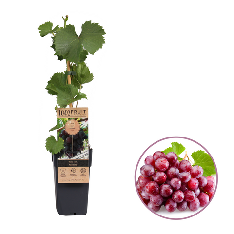 Druivenplant, Vitis vinifera ‘Vanessa’ | Pitarme rode druif