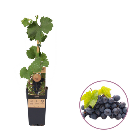 Druivenplant, Vitis vinifera ‘Venus’ | Pitarme blauwe druif