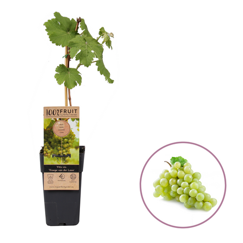 Druivenplant, Vitis vinifera ‘Vroege van der Laan’ | Witte druif