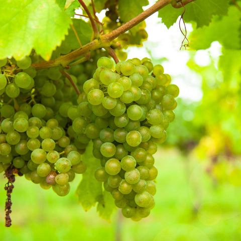 Druivenplant, Vitis vinifera ‘Bianca’ | witte druif