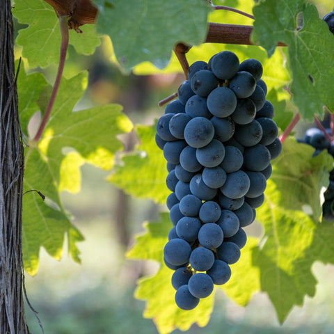 Druivenplant, Vitis vinifera ‘Boskoop Glory’ | Blauwe druif