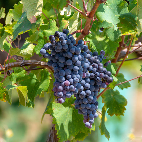 Druivenplant, Vitis vinifera ‘Frankenthaler’ | Blauwe druif