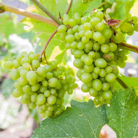 Druivenstruik, Vitis vinifera ‘Himrod’ | Pitarme witte druif